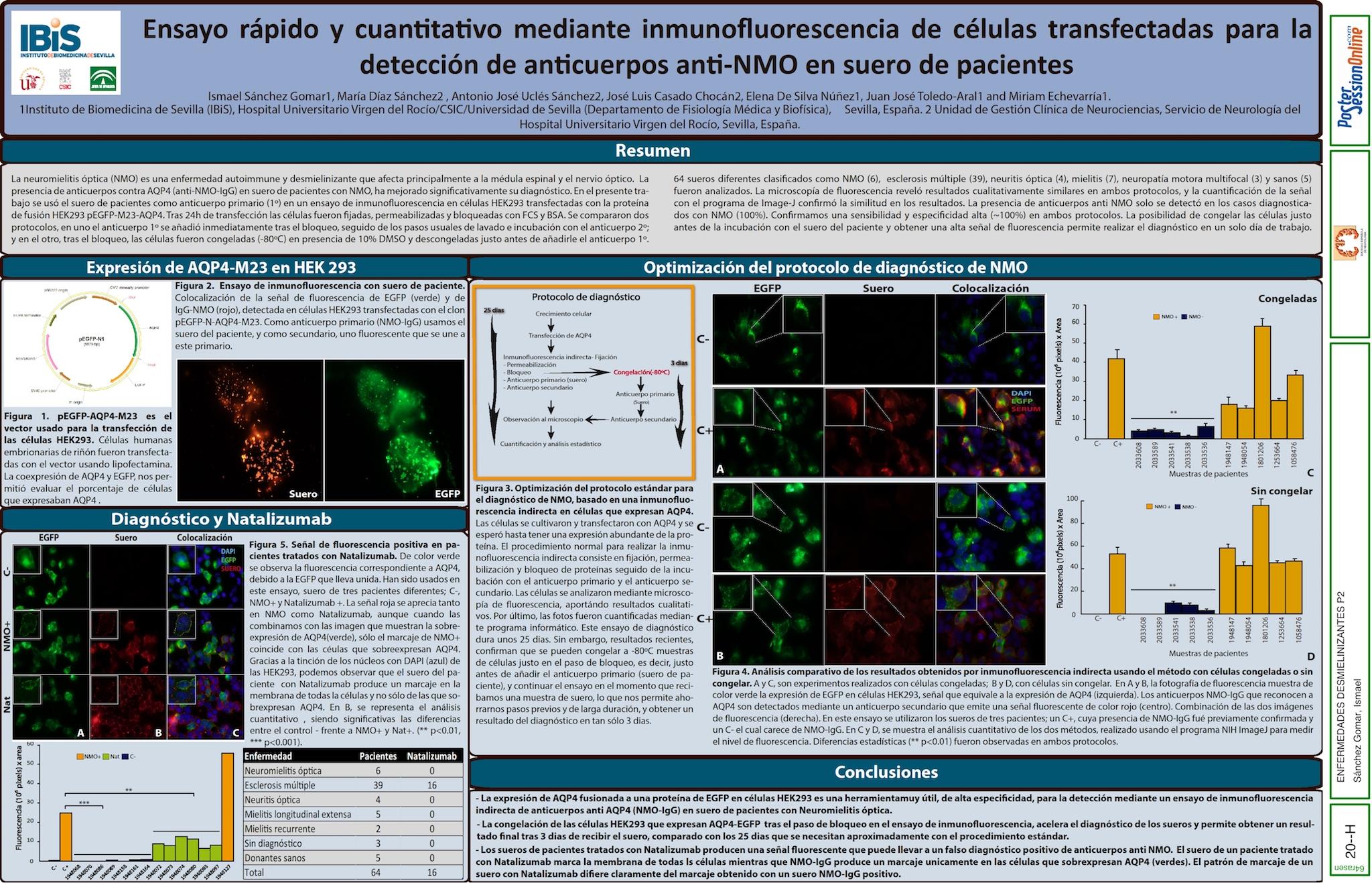 Ensayo rápido y cuantitativo mediante inmunofluorescencia de células transfectadas para la detección de anticuerpos anti-NMO en suero de pacientes