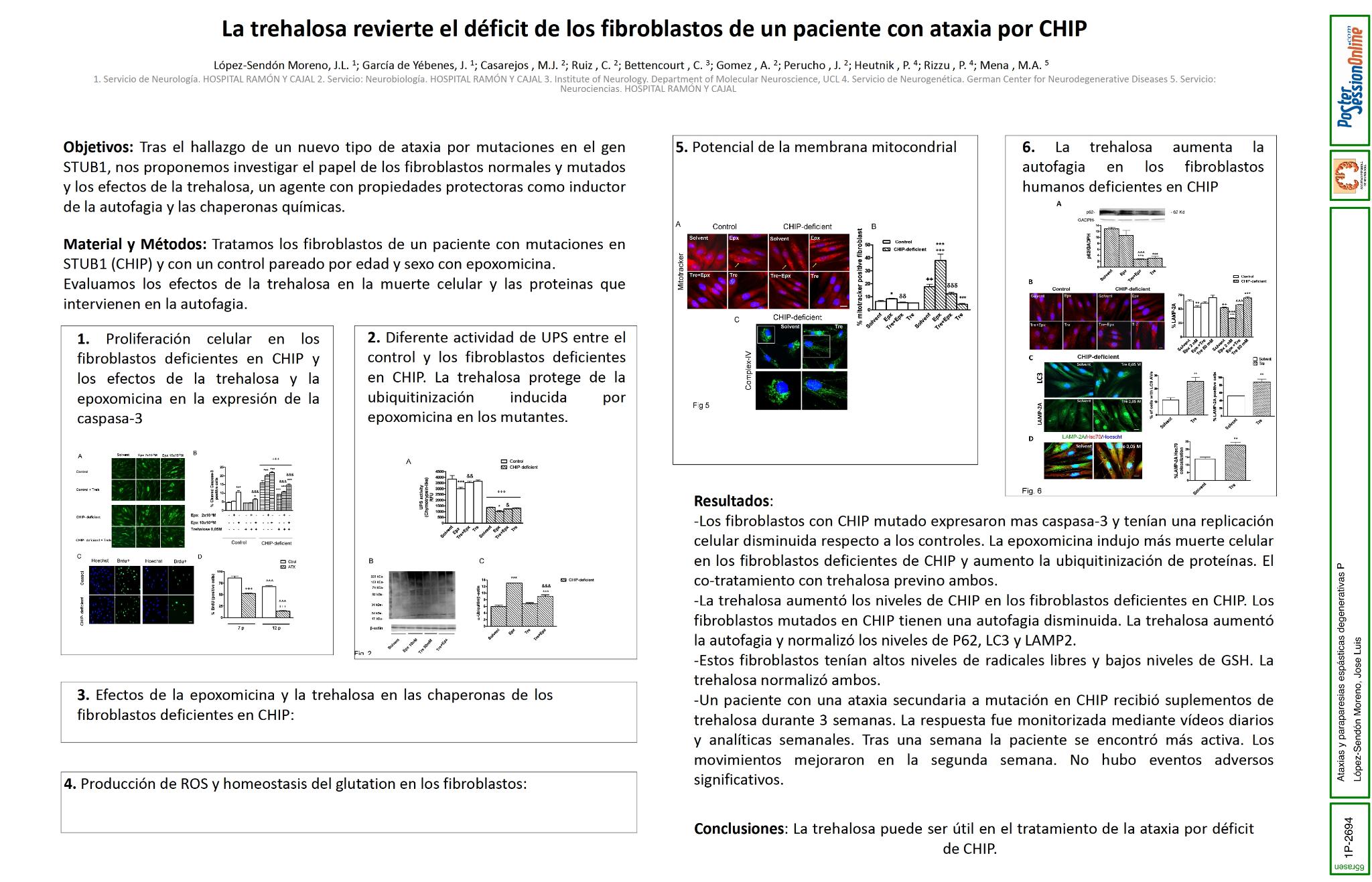 La trehalosa revierte el déficit de los fibroblastos de un paciente con ataxia por CHIP