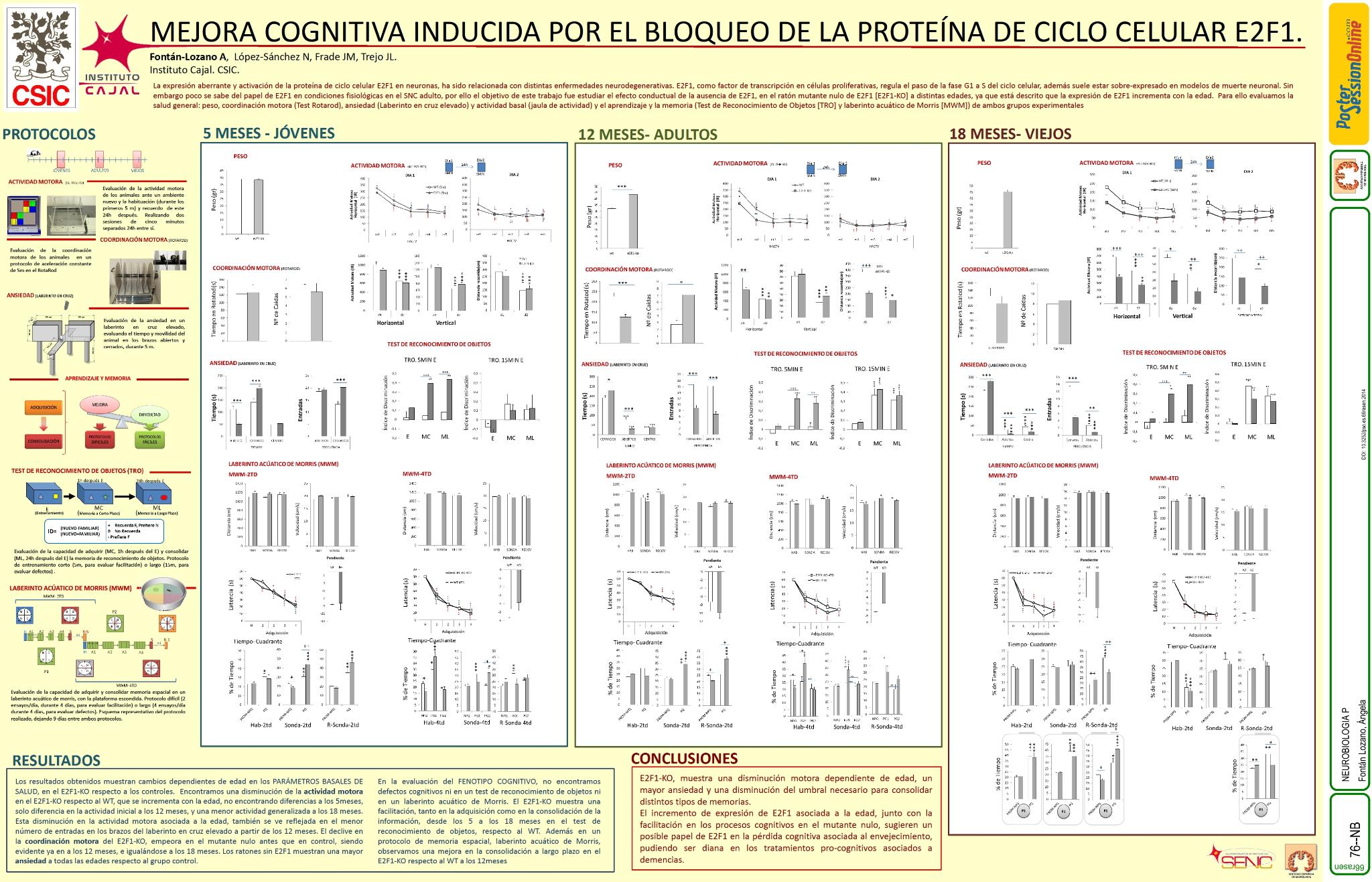 Mejora cognitiva inducida por el bloqueo de la proteína de ciclo celular E2F1