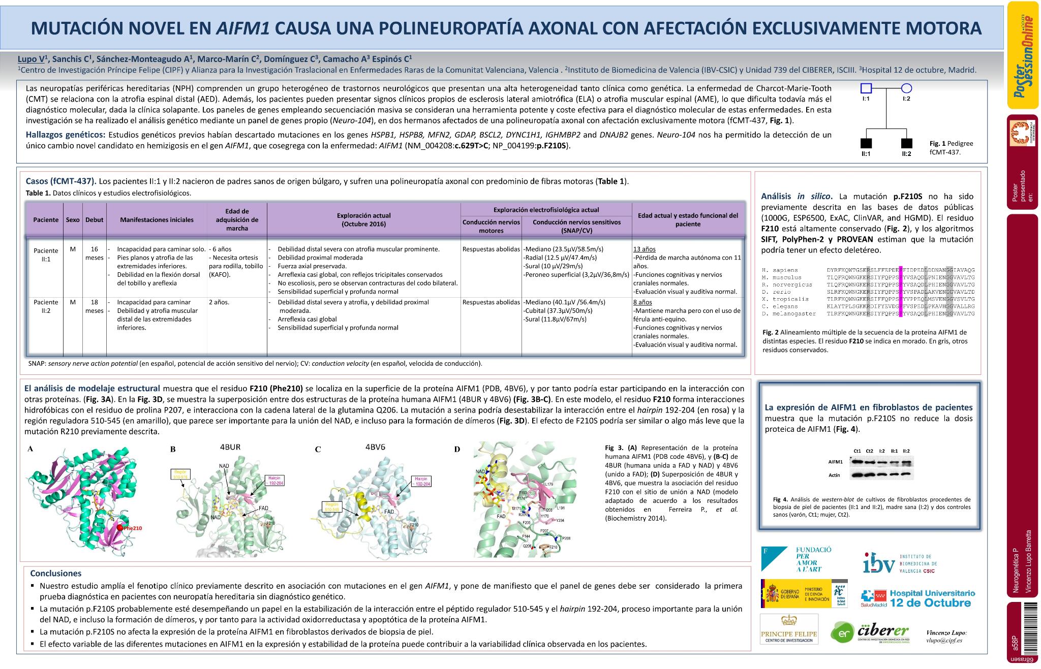 Mutación novel en AIFM1 causa una polineuropatía axonal con afectación exclusivamente motora